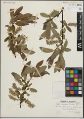 Foto von Salix maccalliana Rowlee